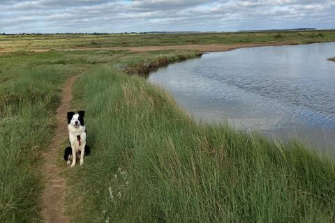 Matt’s border collie, Jess
