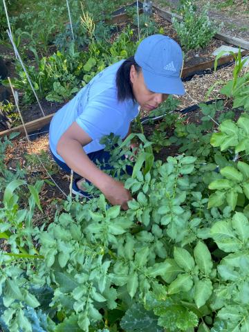 Allotment
