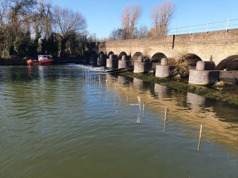 Black Potts Weir