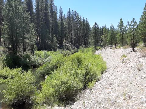 Post floodplain benching, showing expanded floodplain- with improved hydrological connectivity and restored riparian habitat, 2020