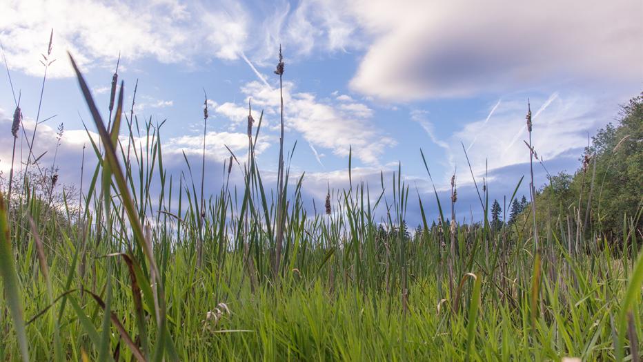 Wetlands stock image