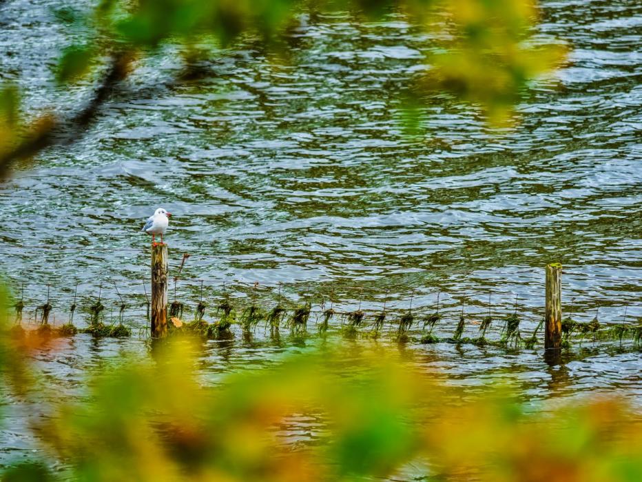 Stock image of a body of water through trees