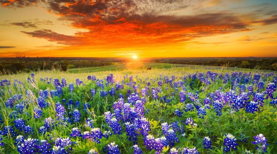 Stock image of orange sunset over a field of purple flowers