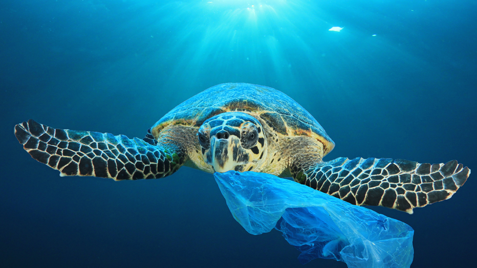 Sea turtle with a plastic bag in its mouth