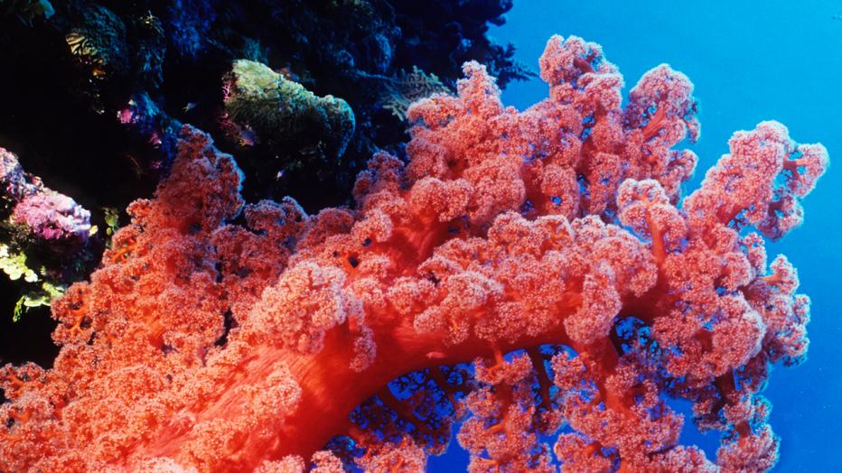 Bright coral reef 