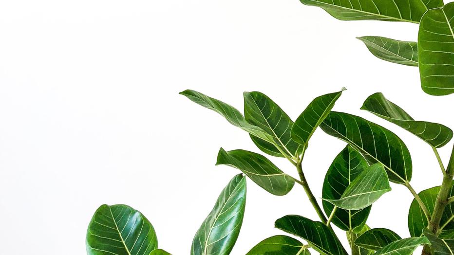 green plant on white background