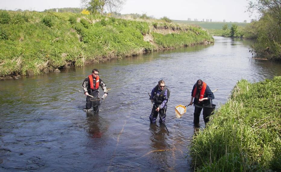 Three people wading in a river conducting ecology surveys