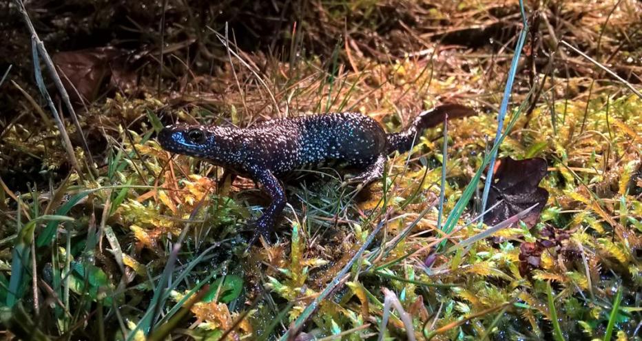 Great crested newt