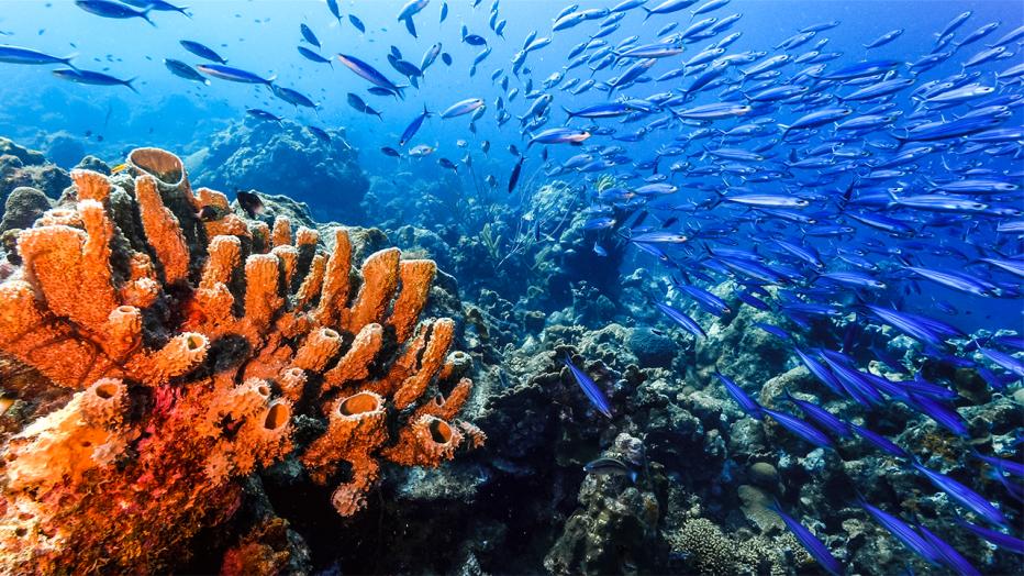 Coral reef with lots of blue fish swimming around