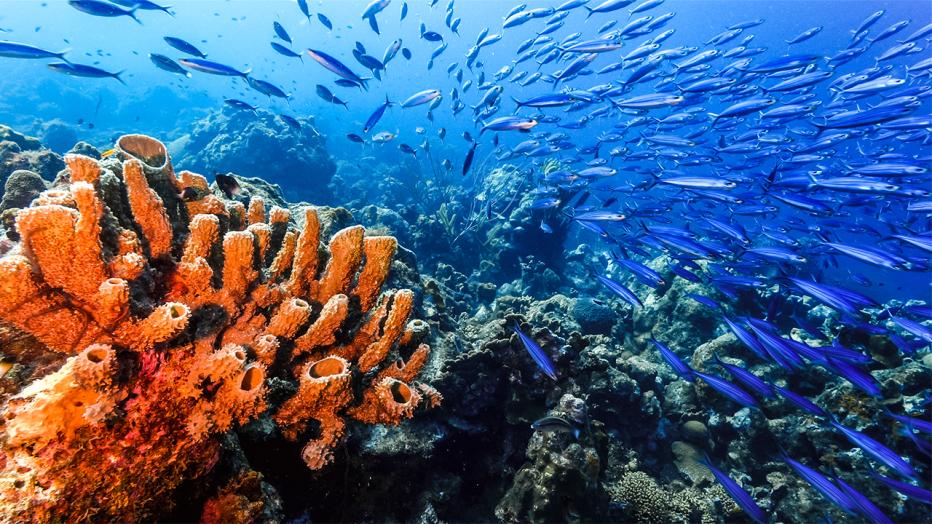 Coral reef with lots of blue fish swimming around