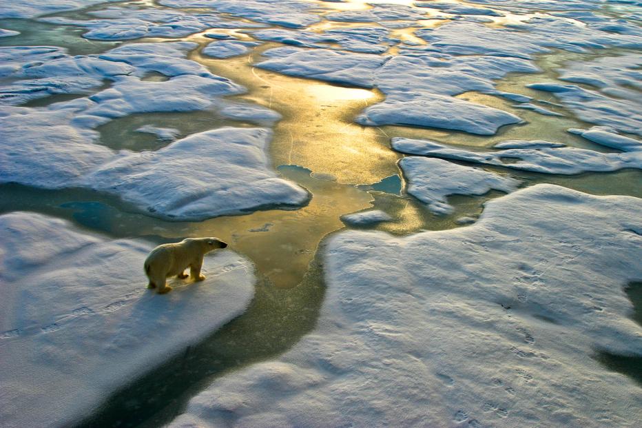 Polar bear looking on melting ice