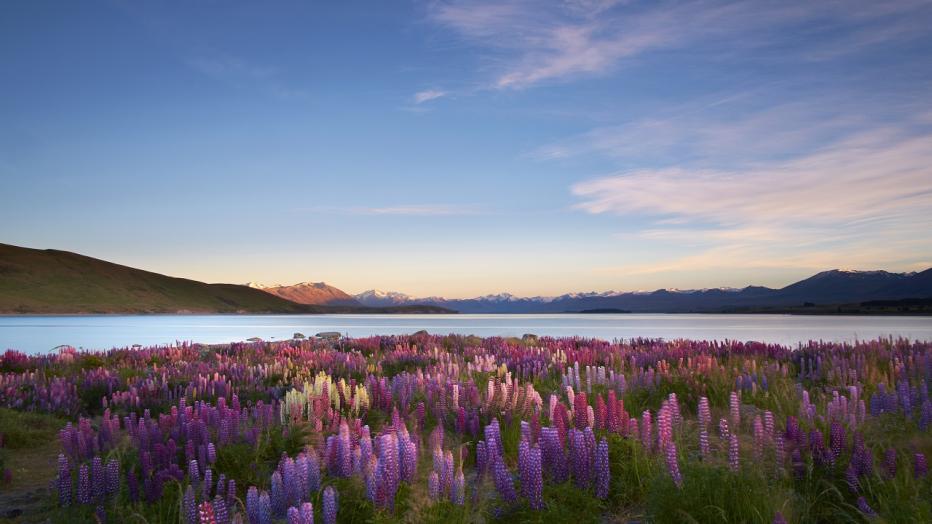 View of water with flowers in the foreground