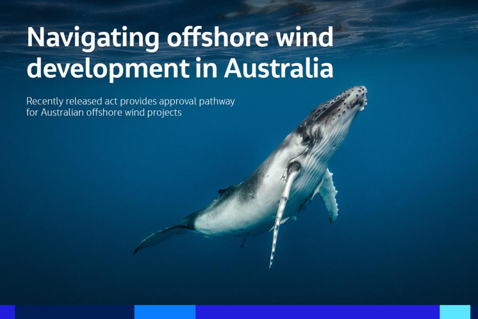 Humpback whale under water background for banner: Navigating offshore wind development in Australia