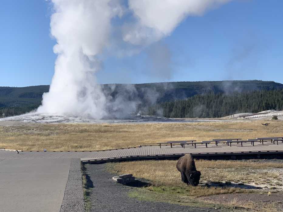 Bison grazing in front of Old Faithful at Yellowstone National Park. Jacobs is currently working with NPS to develop creative solutions to renew utility systems at this park.