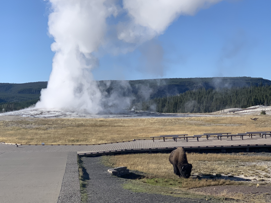 Bison grazing in front of Old Faithful at Yellowstone National Park. Jacobs is currently working with NPS to develop creative solutions to renew utility systems at this park. 