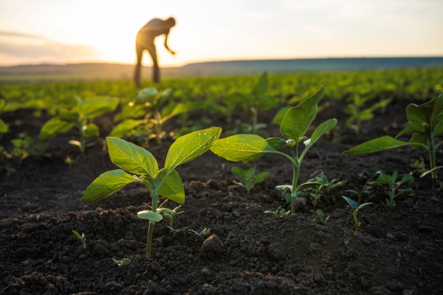 Close-up view of young crops emerging from soil in a field, with a person tending the field in the distance at sunset.