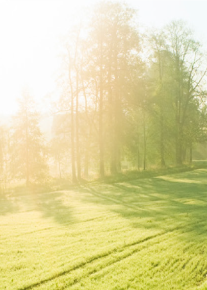 Green hills and trees with sun shining through
