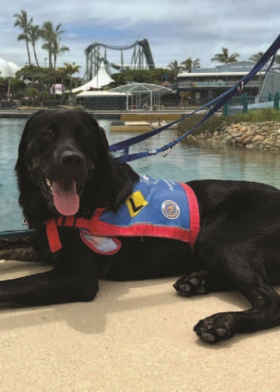 Brindle dog in a blue and red training harness in front of a pool of water with a roller coaster and palm trees in the distance