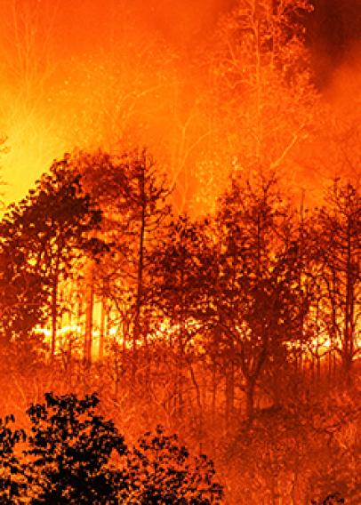 Raging orange forest fire over black trees