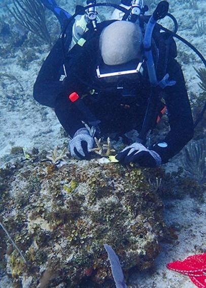 Scientific diving (think marine biology, oceanography, geology, hydrology and chemistry assessments and support) 