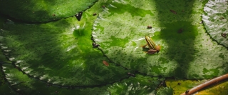 Frog sitting on a birght green lily pad